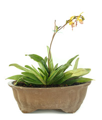 Pot of lady slipper orchids
