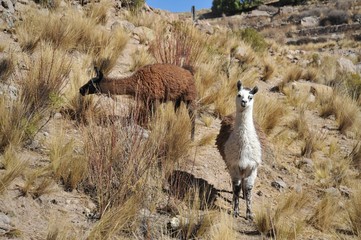Lamas. Bolivia
