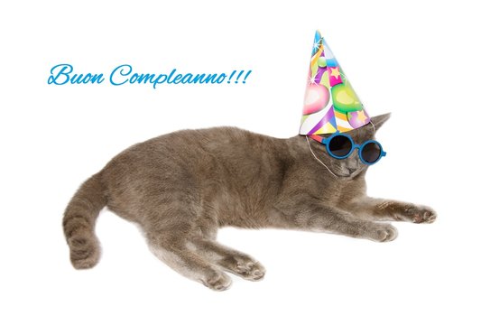 Cartolina d'auguri di buon compleanno con gatto