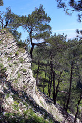 Деревья живописно растут на камнях, Орлинные скалы