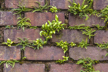 Maidenhair spleenwort and hart's-tongue fern