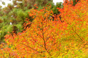 紅葉 楓