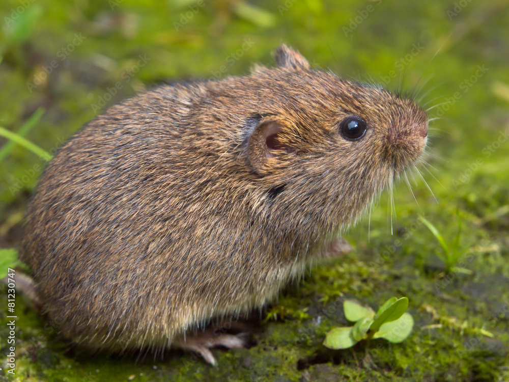 Poster vield vole (microtus agrestis)