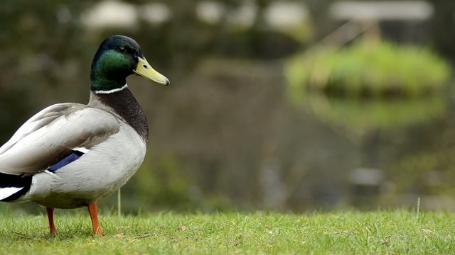 Ente-Erpel