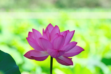 Obraz premium 蓮の花