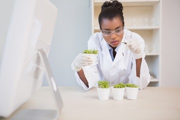 Scientist examining sprouts