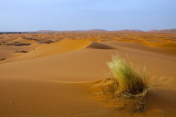 Fototapeta na wymiar large dunes in the Sahara deformed by the wind, Morocco