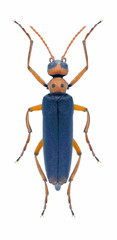 Beetle Muzimes collaris