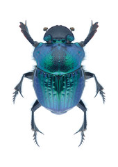 Beetle Phanaeus mexicanus