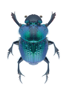 Beetle Phanaeus mexicanus