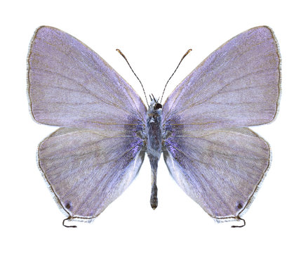 Butterfly Catochrysops strabo