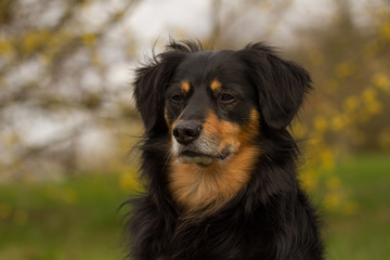 Ein Portrait von einem Hund der nachdenklich guckt