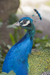 Obraz premium peacock blue