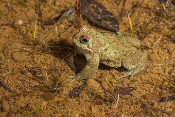 Natterjack Toad ( Epidalea calamita) in your pond