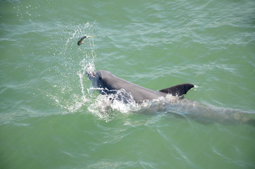 Dolphin Catch