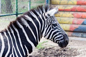 profile of zebra mammal animal at zoo