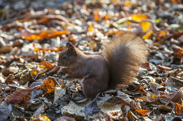 Red squirrel in autumn park