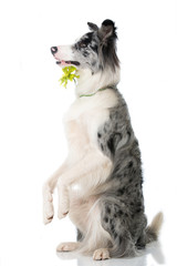 Border Collie mit Blume