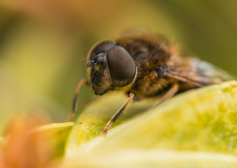 Early Hoverfly