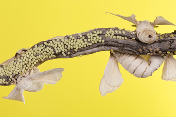 four butterfly of cocoon and eggs