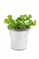 Lemon balm (Melissa officinalis)