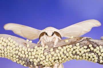 butterfly of cocoon and eggs
