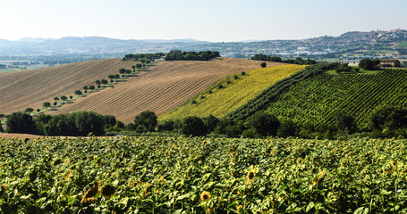 Summer landscape in Marches (Italy)