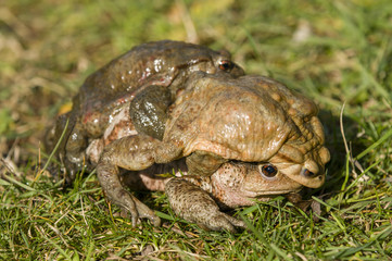 Mating of toads