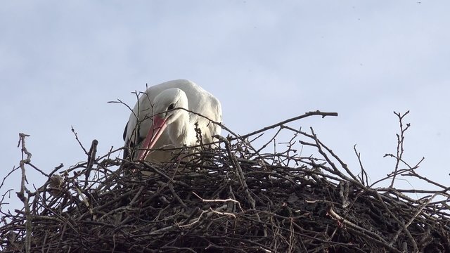 Storch baut sein Nest