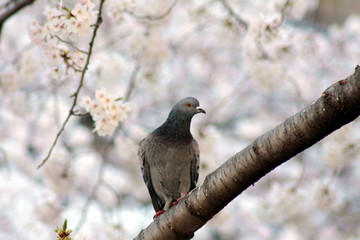 木に止まるハト