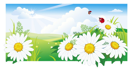 Summer landscape with a chamomile. Vector illustration