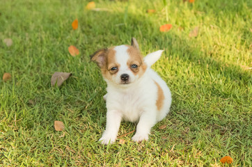 Portrait of chihuahua puppy