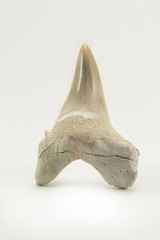 Obraz premium Fossil shark tooth isolated on a white background