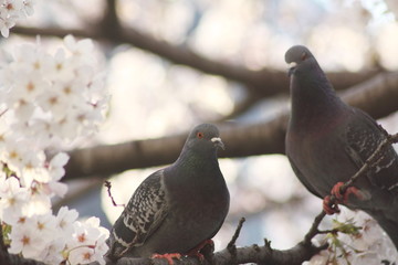 桜にとまる2羽の鳩