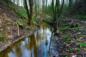 Small river in springtime forest
