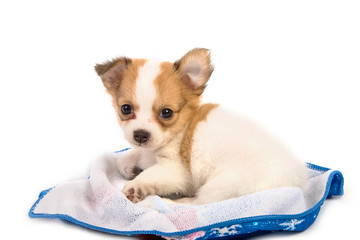 Portrait of chihuahua puppy