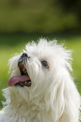 Maltese dog