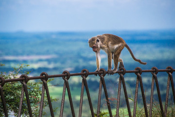 monkey on metallic fence in Sigiriya, Sri Lanka