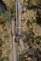 Hibernation pruned grape vine- Bordeaux Vineyard