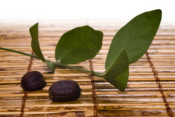 Jojoba (Simmondsia chinensis) leaves and seeds