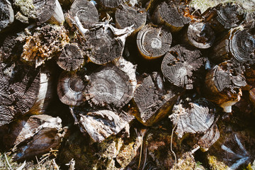 Old wooden logs
