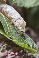 silkworm walking in the mulberry green leaf