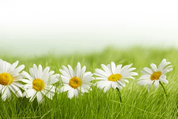 Fototapete Gänseblümchen White daisy flowers in green grass
