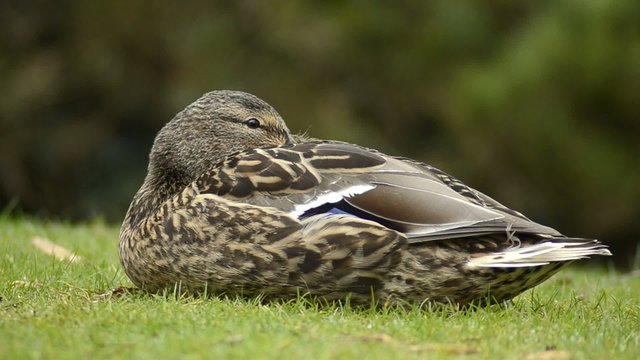 Ente-Erpel