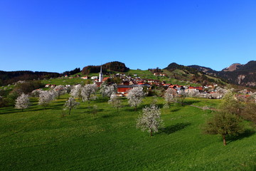Fototapeta na wymiar Kirschblütenzeit in Fraxern