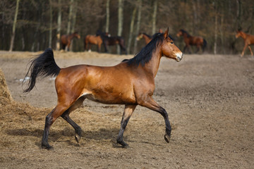 Obraz premium Running horses