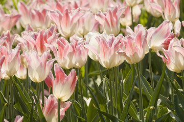 Pink tulips