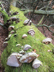 Liegender Baum mit Baumpilzen