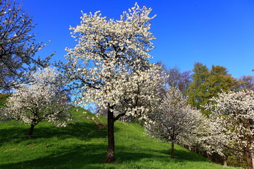 Naklejka premium Kirschbaumgarten