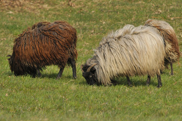 Graue Gehörnte Heidschnucke